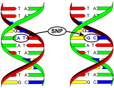 snp single nucleotide polymorphism